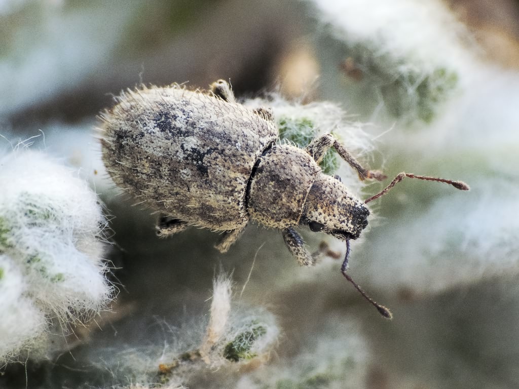 Strophomorphus porcellus (Schoenherr, 1832)